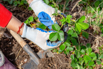 Transplanting strawberries in spring. The gardener dug up a strawberry bush and holds it in his...