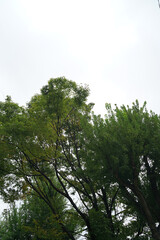 Obraz premium “Tranquil Japanese Park View”（静寂な日本の公園風景）