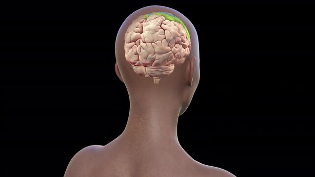 Precentral and postcentral gyrus of brain, animation