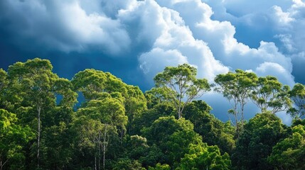 Obraz premium Dramatic cloudy sky above lush green trees in nature landscape during daytime