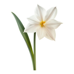 Fototapeta premium Stunning White Daffodil, Spring Blossom, Nature's Beauty