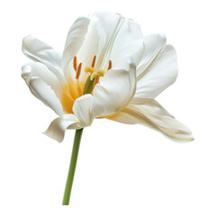 Obraz premium Stunning White Tulip: A Celebration of Spring's Beauty