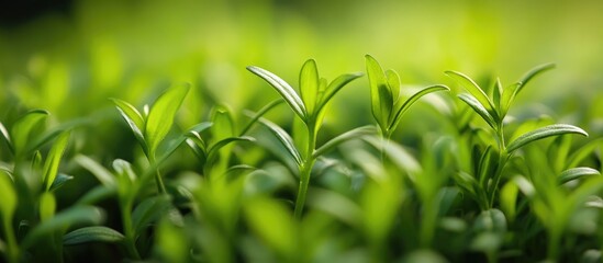 Obraz premium Close up of lush green plant leaves thriving in natural sunlight creating a serene and vibrant botanical background