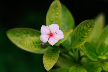 Close up of beautiful pink periwinkle flowers