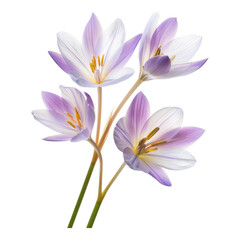 Obraz premium Delicate Purple and White Flowers in Close Up