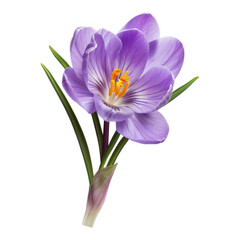 Naklejka premium Stunning Purple Crocus Bloom in Springtime