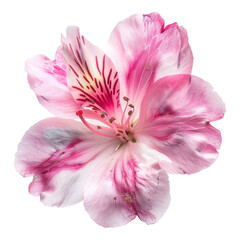 Naklejka premium Stunning Pink Alstroemeria Flower Close Up