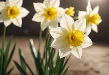 Obraz premium Close-up of delicate daffodil blossoms, sunlight, golden, fresh, yellow