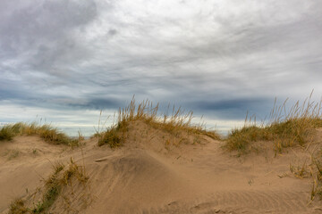 Grass growing in sand dunes at coast