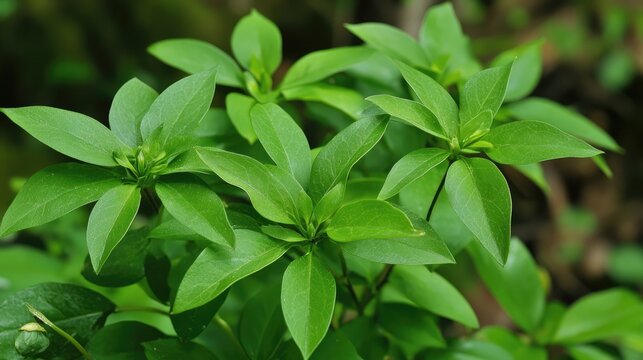 Fresh green clove plant leaves thriving in spring sunlight showcasing vibrant foliage and natural beauty of the herbal plant.