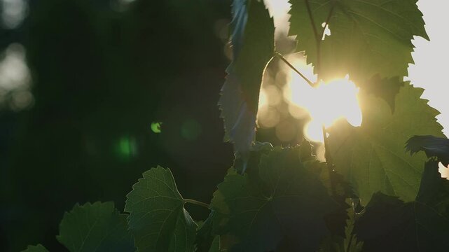 The rays of the afternoon sunlight getting throught the leaves of grape plant as the wind blowing the leaves.