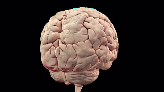Frontal gyri of human brain, animation