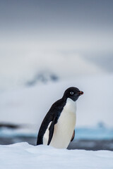 Obraz premium Close-up of an Adelie Penguin - Pygoscelis adeliae- standing on an iceberg, near the fish islands, on the Antarctic Peninsula