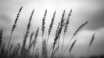 Black and white image of tall grass silhouetted against a cloudy sky with soft focus and grainy texture creating a serene atmosphere
