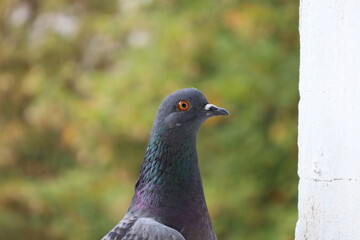 Baby Pigeon closeup portrait, grey bird, animal head in close up