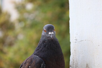 Pigeon closeup photography, dove beautiful portrait, animal head