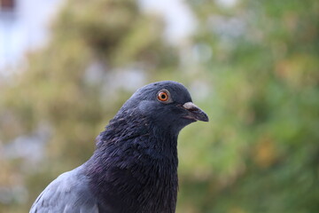 Pigeon closeup photography, dove beautiful portrait, animal head