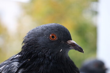 Pigeon closeup portrait, pigeon beautiful portrait, pigeons eyes in macro, Extreme Close Up