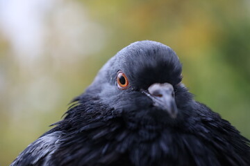 Pigeon closeup portrait, bird on the window, summer day, pigeon beautiful portrait, pigeons eyes in macro, Extreme Close Up
