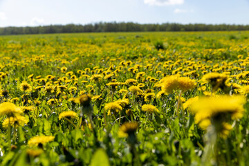blooming yellow dandelions in the spring in the field