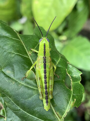 Green grasshopper on a leaf, animal, insect
