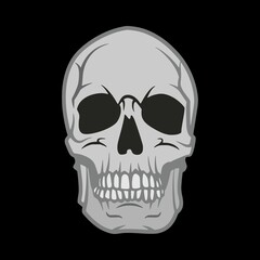 Realistic Human Skull Illustration on a Plain Background - Minimalist and Gothic Artwork for Halloween and Anatomy Themes