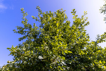 the oak tree in the summer in sunny weather