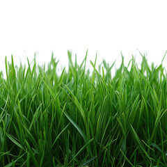 Transforming landscapes potokasd grass with a green to yellow gradient in a natural environment captured from an aerial view for stunning visuals