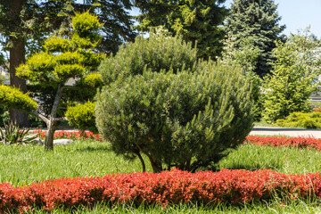 Flowerbeds are presented in form of topiary - decorative figuratively trimmed trees and shrubs. Trimmed evergreen plants decorate flowerbeds in city parks of Stavropol.