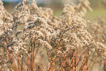 Dried flowers. Autumn background. Solidago gigantea. tall goldenrod