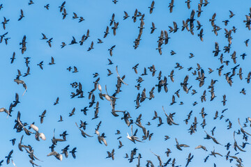 Flock of black birds in the blue sky. Birds in flight.