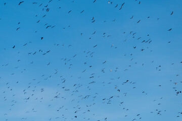 Flock of black birds in the blue sky. Birds in flight.