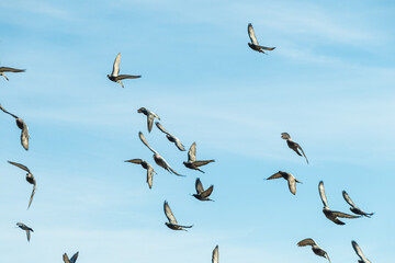 A flock of pigeons in the blue sky.