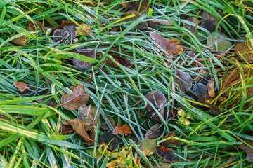 Frost-covered grass and fallen autumn leaves. Beautiful autumn background.