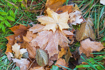 Frost-covered grass and fallen autumn leaves. Beautiful autumn background.