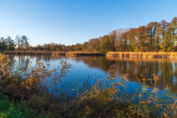 A calm lake reflects the clear blue sky, surrounded by tall golden reeds and distant autumn trees....