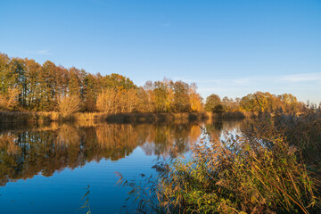 A calm lake reflects the clear blue sky, surrounded by tall golden reeds and distant autumn trees....