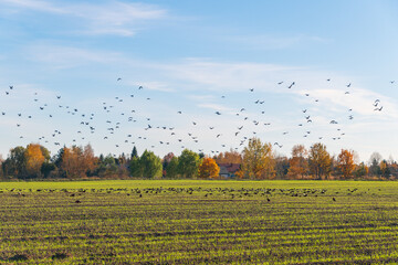 A flock of birds flies over a field. Autumn landscape.