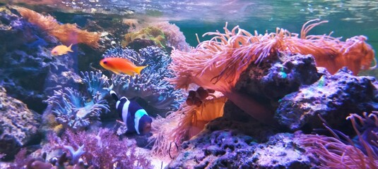 coral reef with fish