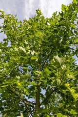 foliage changing color to yellow tulip tree in autumn