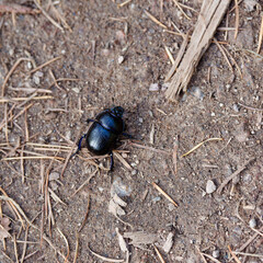 Géotrude des bois ou Bousier commun (Anoplotrupes stercorosus). Petit Coléoptère au corps noir à reflets bleu métalliques et antennes en massues

