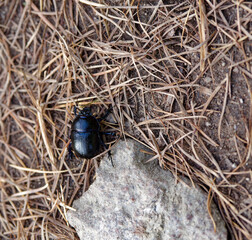 (Anoplotrupes stercorosus) Géotrude des bois ou Bousier commun, corps noir brillant à reflets bleus métalliques, élytres striées cheminant sur un parterre d'épines sèches de sapin
