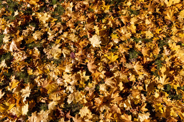 the dry foliage of yellow maples lies on the ground
