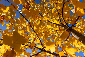 a tulip tree with yellowed foliage during leaf fall