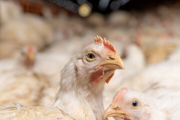 fat meat chickens in a cage-free workshop at a poultry farm in a rural area