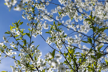 sunny weather in an orchard with cherries