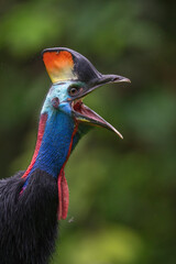 Southern Cassowary