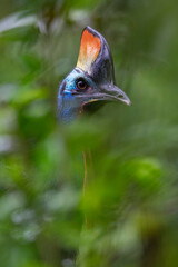 Southern Cassowary