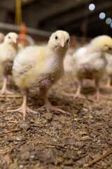 small chickens in down and feathers during cultivation at a poultry farm