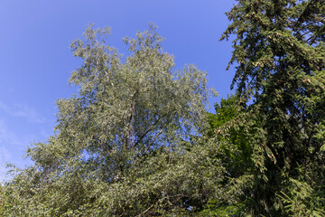 green needles of the pine coniferous tree in sunny weather